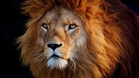 lion photos download